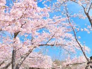 滋賀県で桜・お花見がおすすめの大型公園（2025）子ども連れで桜散歩！