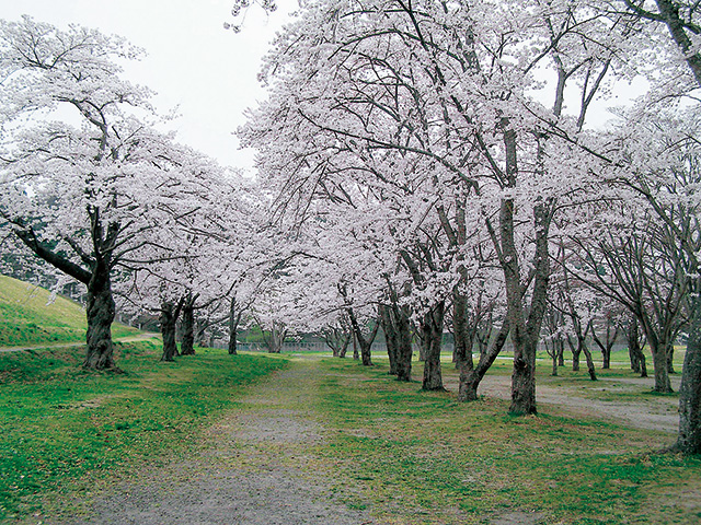 さくらの広場/杜の都信用金庫モリリン加瀬沼公園(宮城県/利府町)