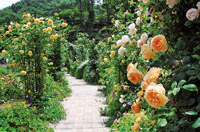 ローズガーデン/泉ボタニカルガーデン(宮城県/仙台市)