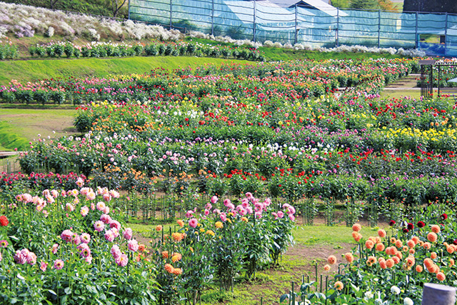 /秋田国際ダリア園(秋田県/秋田市)