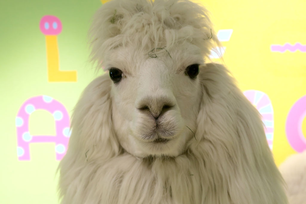 ラブリー・アニモア