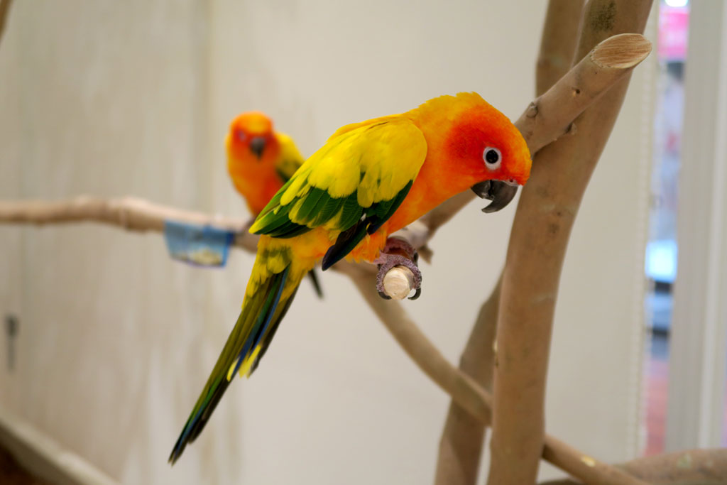 ラブリー・アニモア