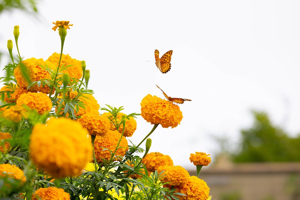 花の庭/ガーデンミュージアム比叡(京都府/京都市)