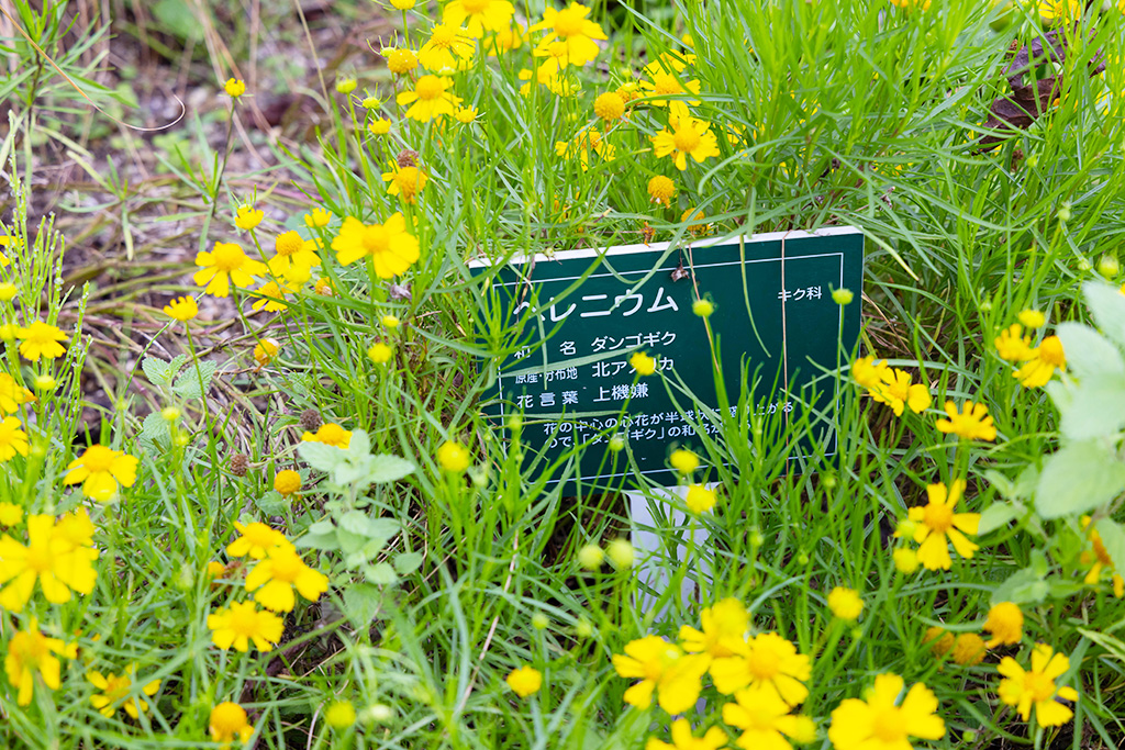 花の解説/ガーデンミュージアム比叡(京都府/京都市)