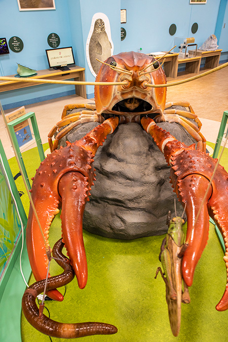 大きなザリガニ/滋賀県立琵琶湖博物館（滋賀県/草津市）