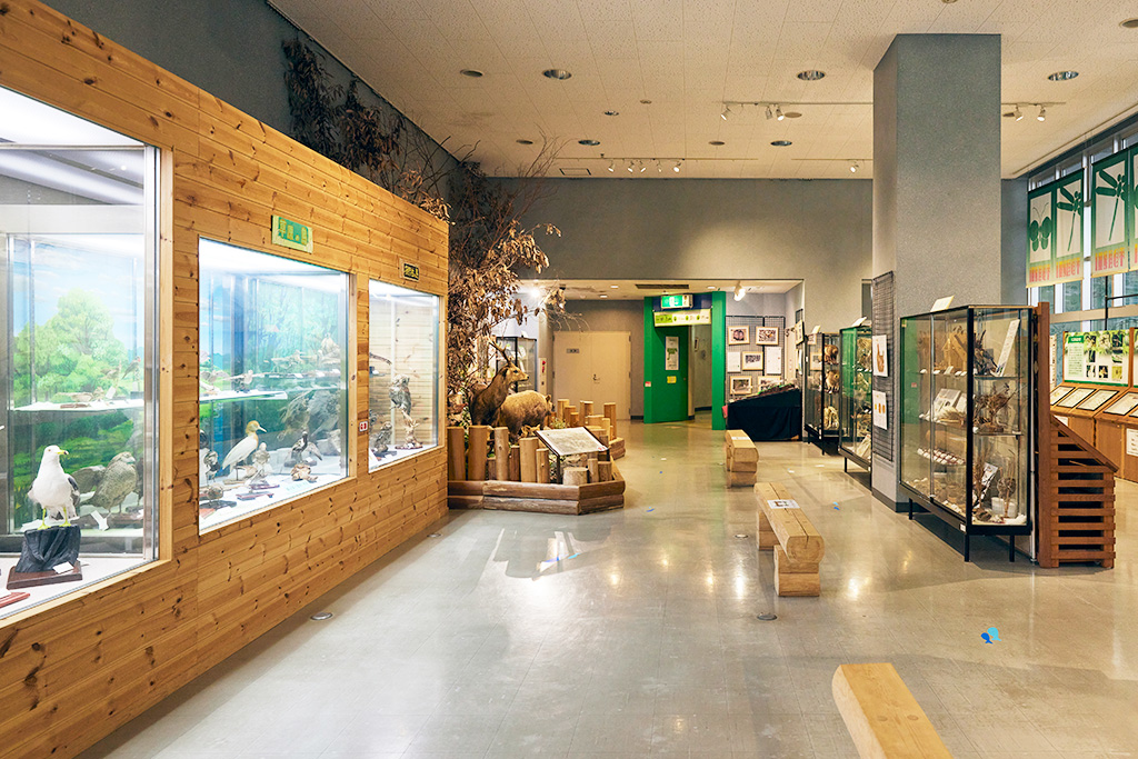 １階展示スペース/高槻市自然博物館 あくあぴあ芥川（大阪府/高槻市）