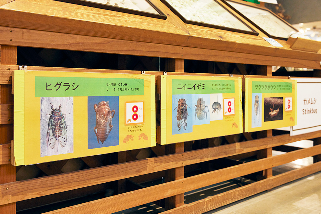 セミの鳴き声を聞きくらべできるコーナー/高槻市自然博物館 あくあぴあ芥川（大阪府/高槻市）