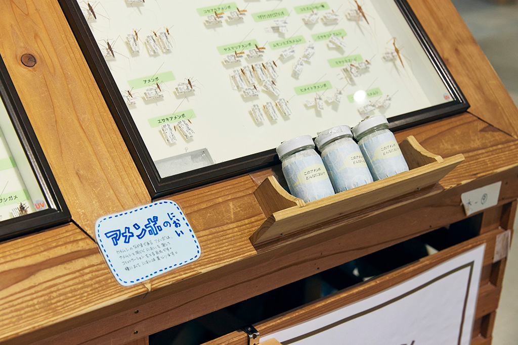 アメンボの展示/高槻市自然博物館 あくあぴあ芥川（大阪府/高槻市）