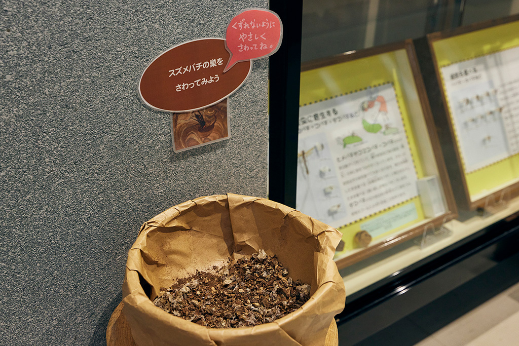 ハチの巣実物/高槻市自然博物館 あくあぴあ芥川（大阪府/高槻市）