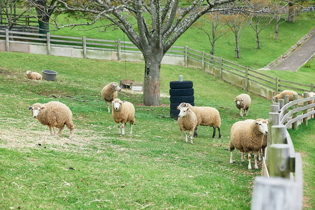 放牧されているヒツジ/神戸市立六甲山牧場(兵庫県/神戸市)