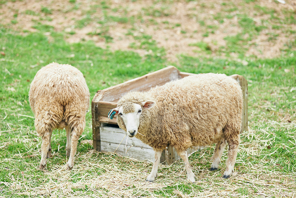 放牧されているヒツジ/神戸市立六甲山牧場(兵庫県/神戸市)