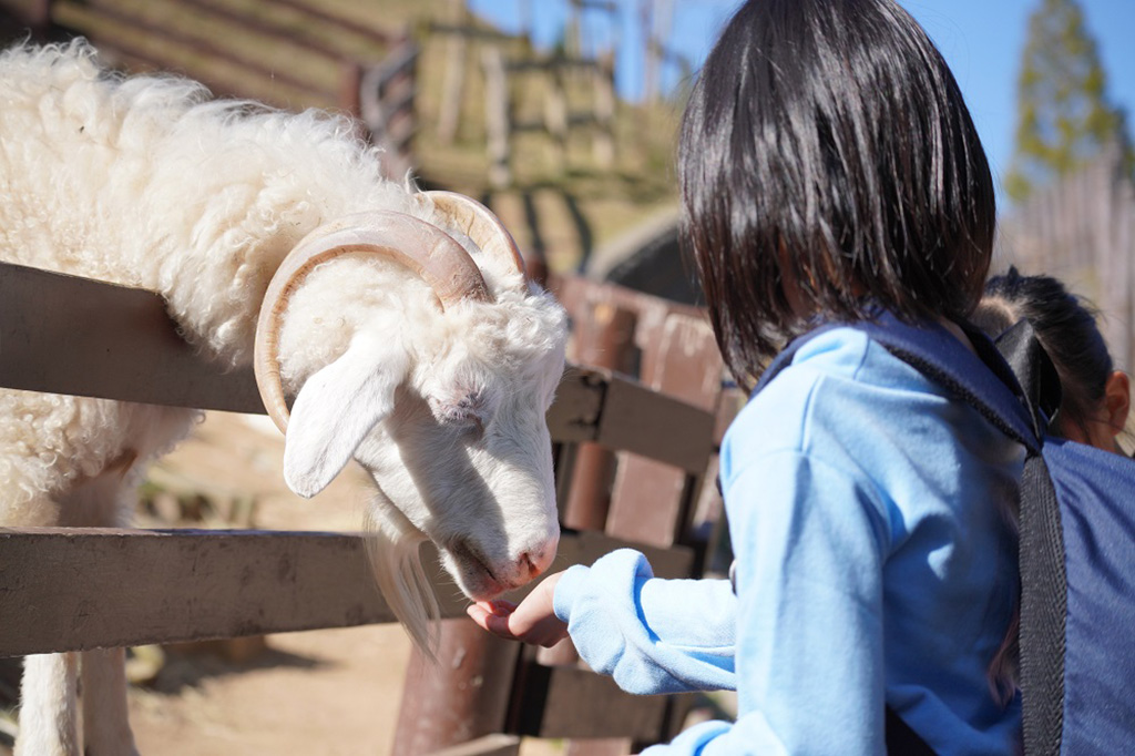エサやりの様子/神戸市立六甲山牧場(兵庫県/神戸市)