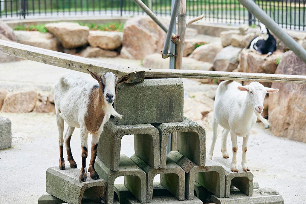 餌を待つヤギ/神戸市立六甲山牧場(兵庫県/神戸市)