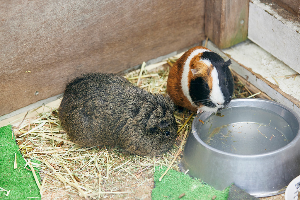 モルモット/神戸市立六甲山牧場(兵庫県/神戸市)