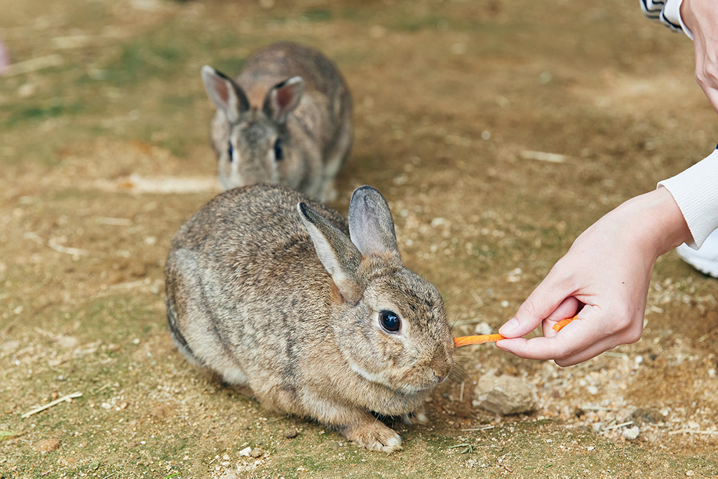 ミニウサギ/神戸市立六甲山牧場(兵庫県/神戸市)
