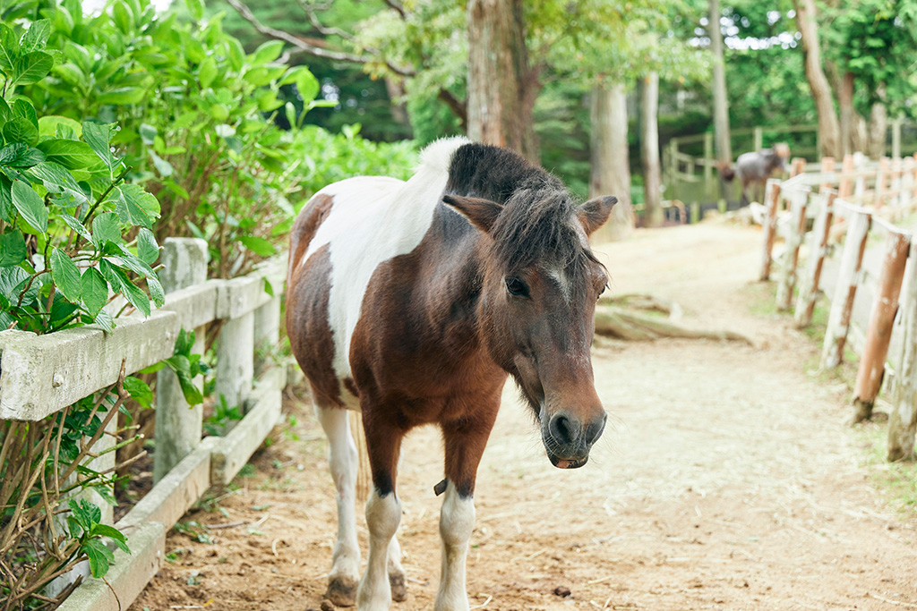 ポニー/神戸市立六甲山牧場(兵庫県/神戸市)