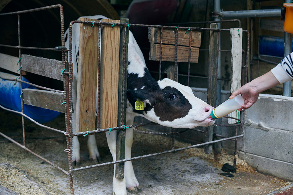 子牛にミルクをあげる体験/神戸市立六甲山牧場(兵庫県/神戸市)