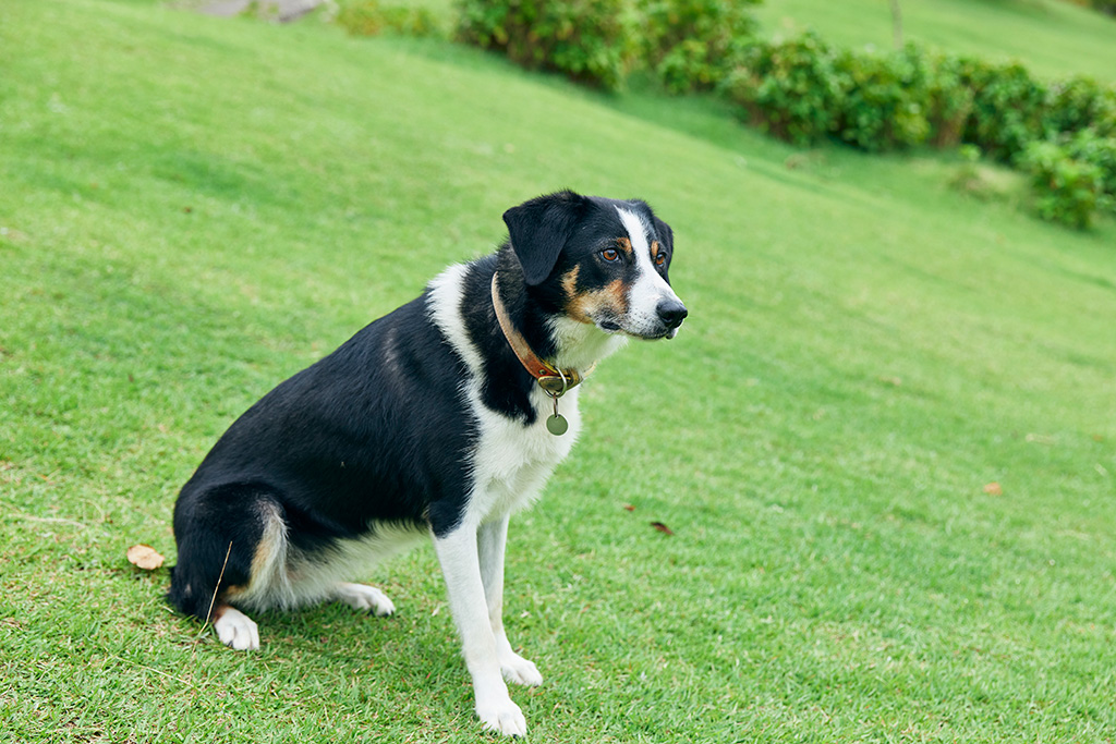 シープドッグショー/神戸市立六甲山牧場(兵庫県/神戸市)