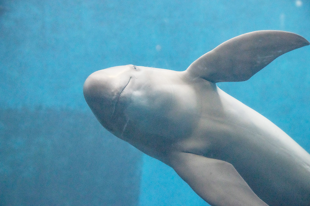 スナメリ/鳥羽水族館（三重県/鳥羽市）