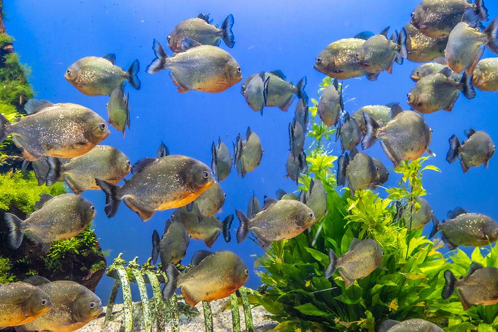 「ジャングルワールド」/鳥羽水族館（三重県/鳥羽市）