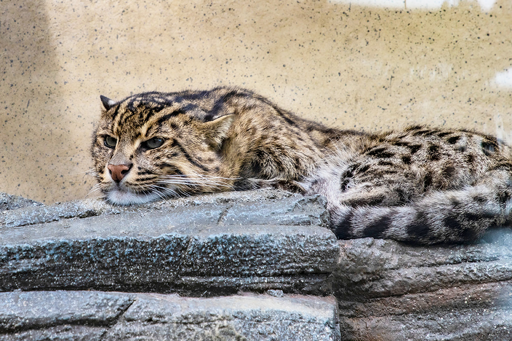 スナドリネコ/鳥羽水族館（三重県/鳥羽市）