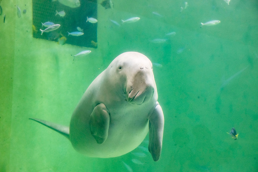 ジュゴン/鳥羽水族館（三重県/鳥羽市）