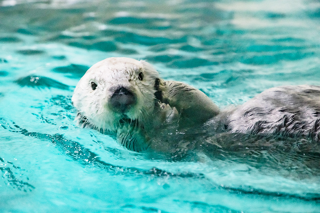 ラッコ/鳥羽水族館（三重県/鳥羽市）