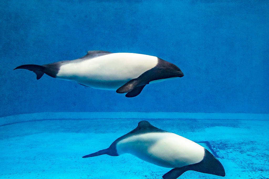イロワケイルカ/鳥羽水族館（三重県/鳥羽市）