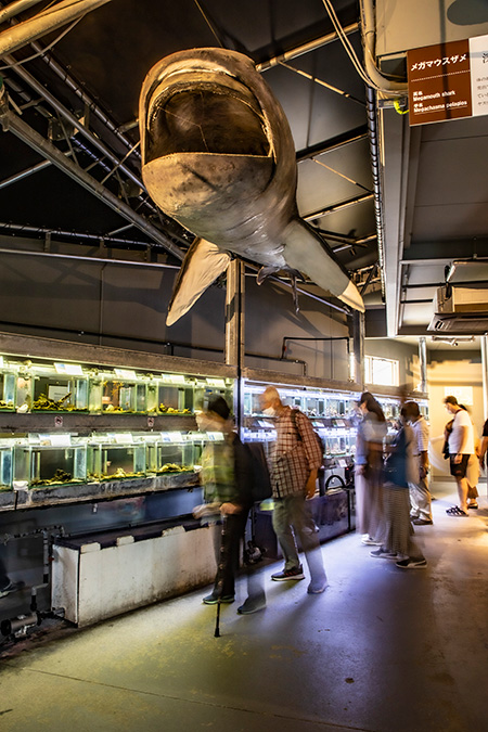 「へんな生きもの研究所」/鳥羽水族館（三重県/鳥羽市）