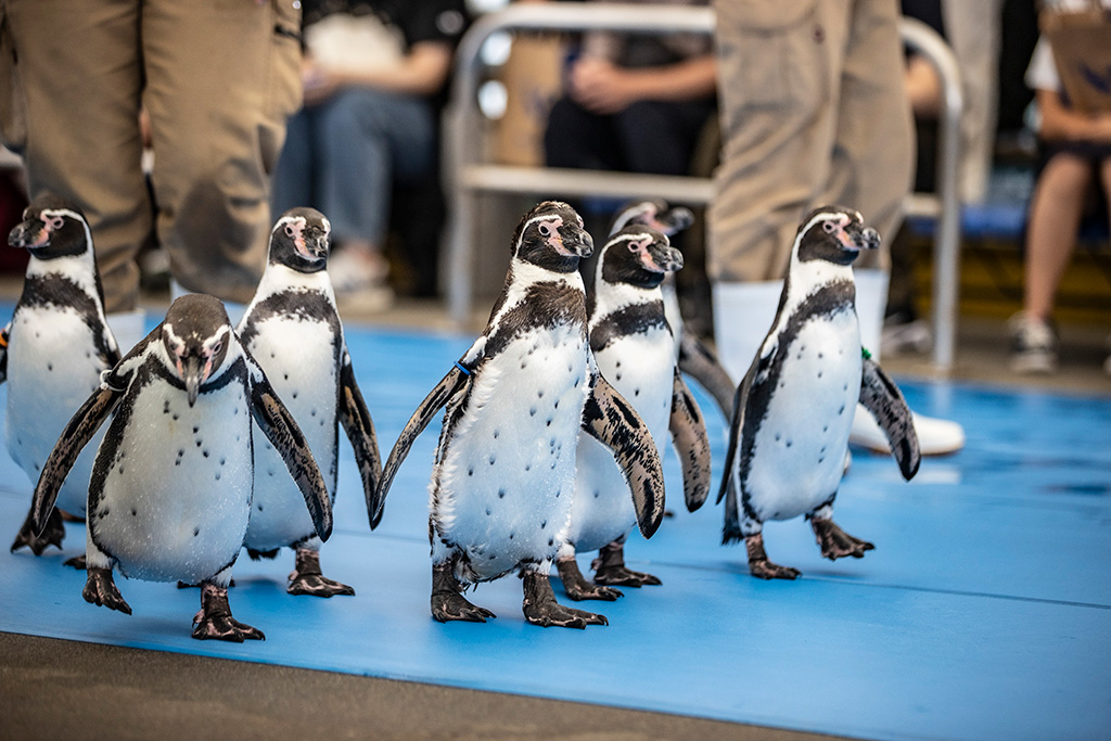 ペンギン/鳥羽水族館（三重県/鳥羽市）
