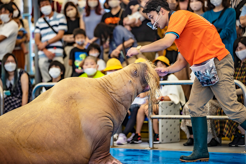 セイウチふれあいタイム/鳥羽水族館（三重県/鳥羽市）