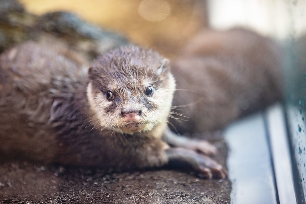 カワウソ/鳥羽水族館（三重県/鳥羽市）