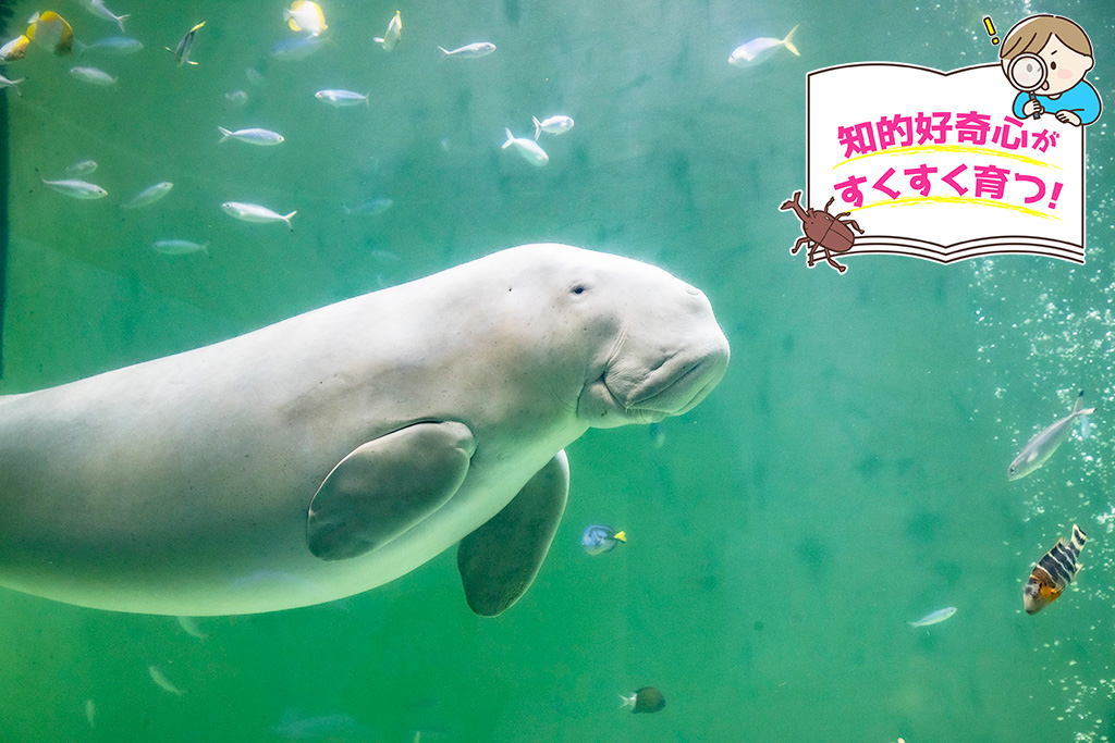 ジュゴン/鳥羽水族館（三重県/鳥羽市）