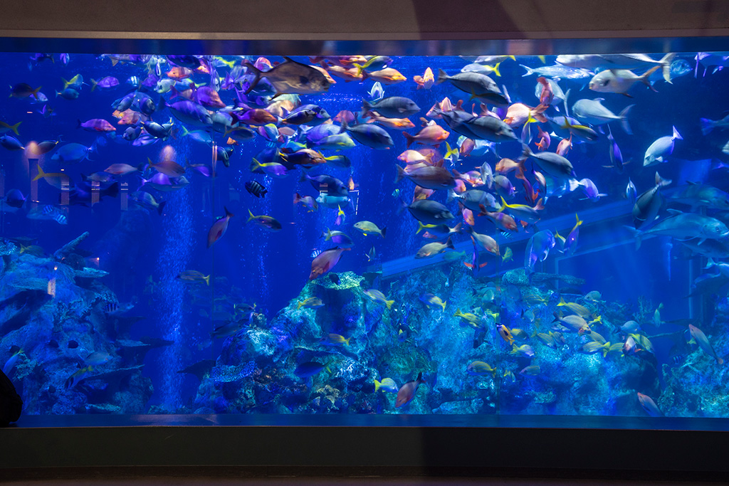 大水槽/鳥羽水族館（三重県/鳥羽市）