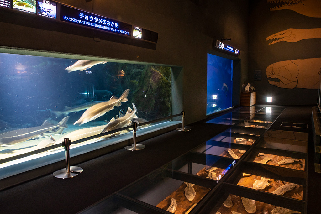 「古代の海」/鳥羽水族館（三重県/鳥羽市）