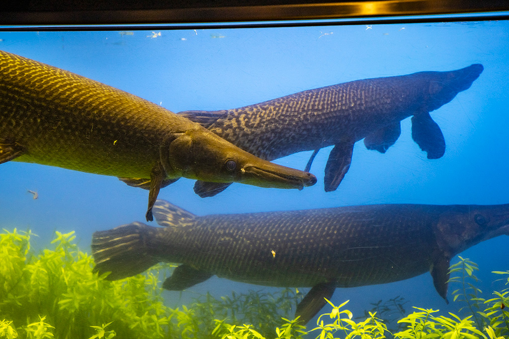 アリゲーターガー/鳥羽水族館（三重県/鳥羽市）