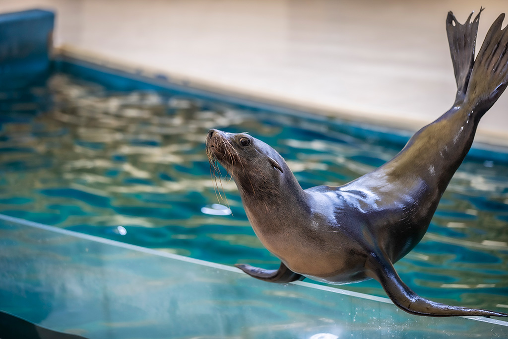 アシカショー/鳥羽水族館（三重県/鳥羽市）