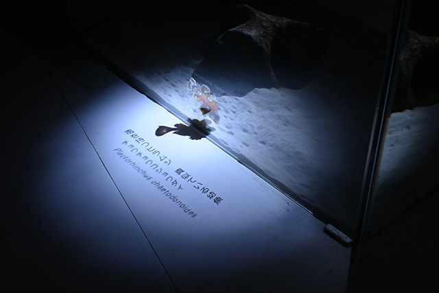 NIFREL（ニフレル）（大阪府/吹田市）