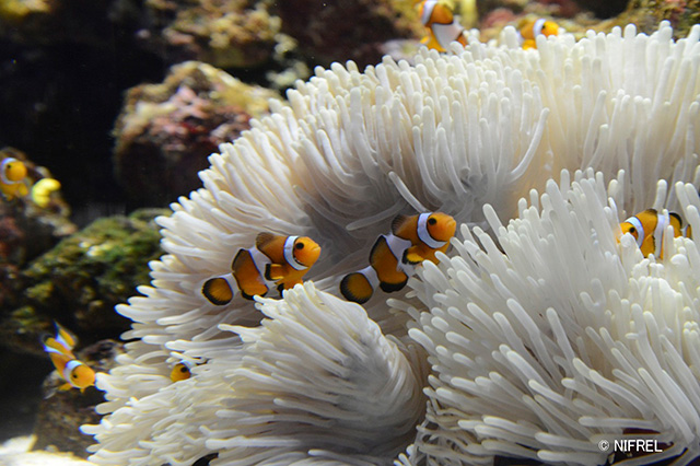 NIFREL（ニフレル）（大阪府/吹田市）