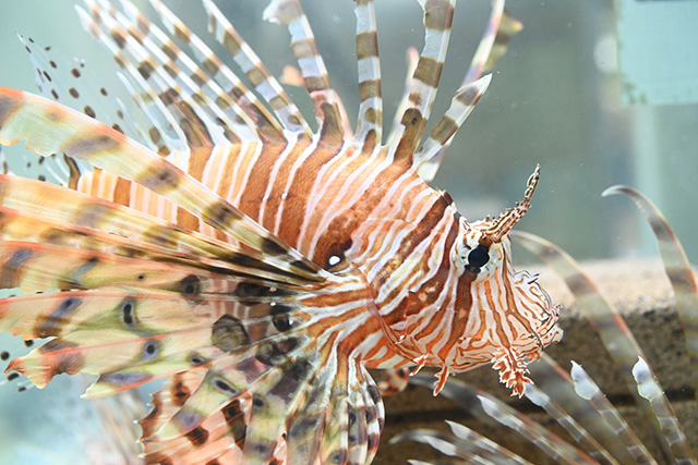 NIFREL（ニフレル）（大阪府/吹田市）