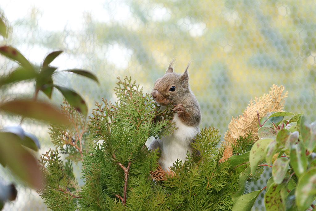 リスの森～Squirrel Forest～