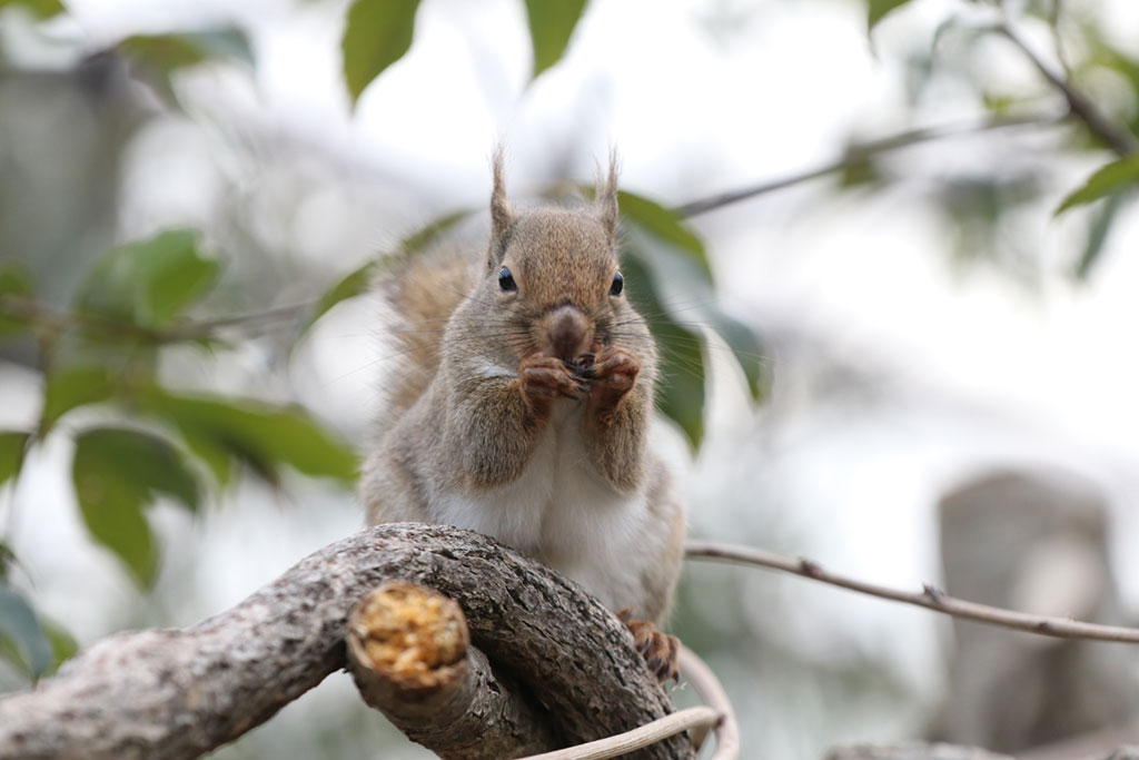 リスの森～Squirrel Forest～