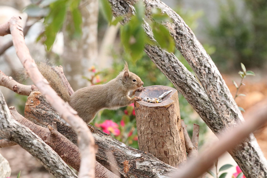 リスの森～Squirrel Forest～