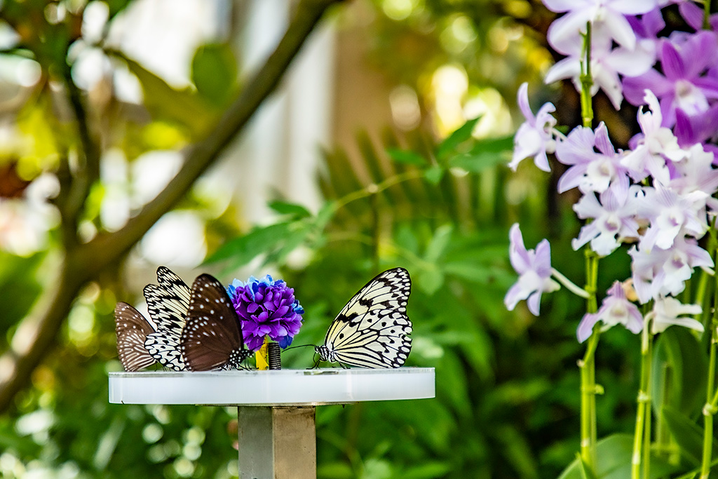 「チョウ温室」の蝶/伊丹市昆虫館（兵庫県）