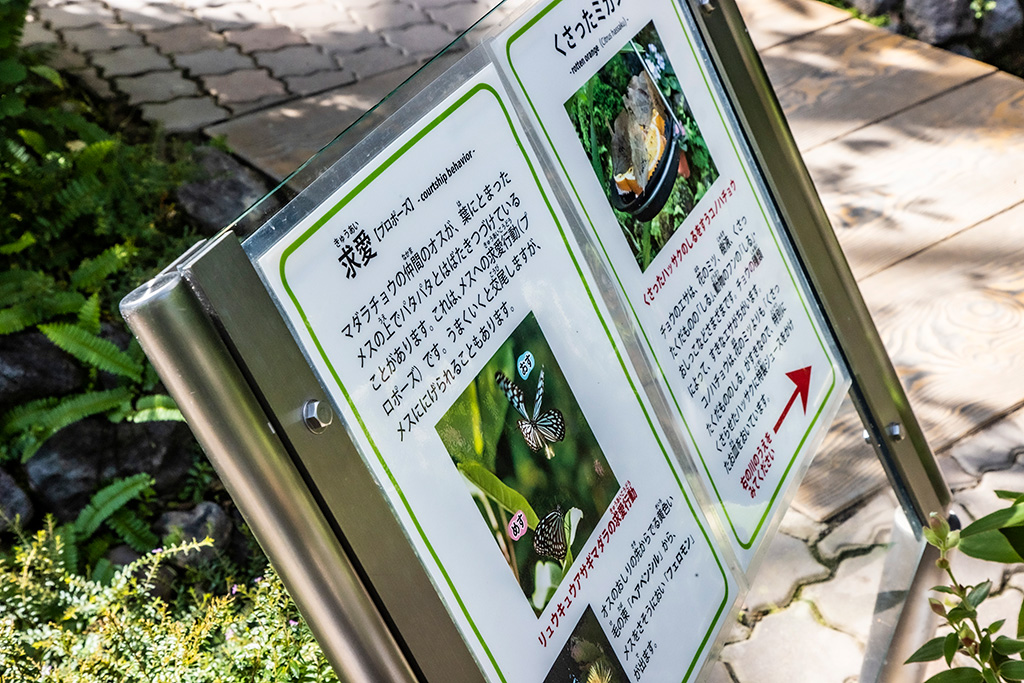 チョウについて解説するパネル/伊丹市昆虫館（兵庫県）