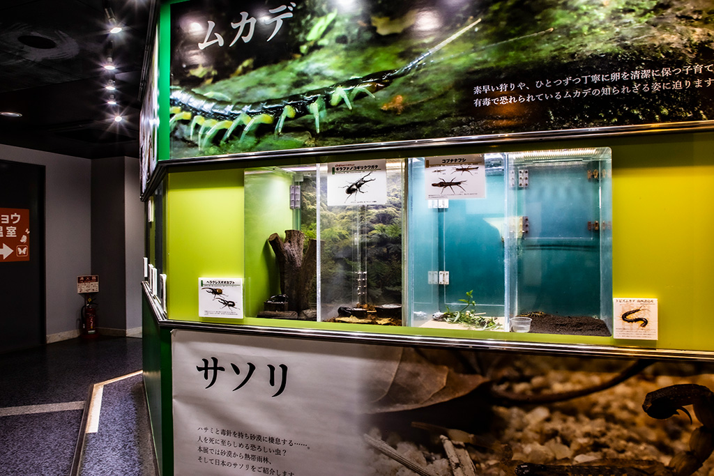 「生態展示室」/伊丹市昆虫館（兵庫県）