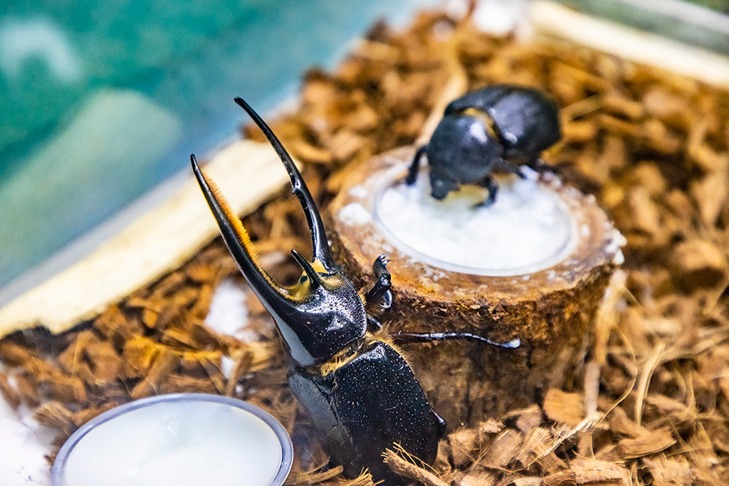 ネプチューンオオカブト/伊丹市昆虫館（兵庫県）