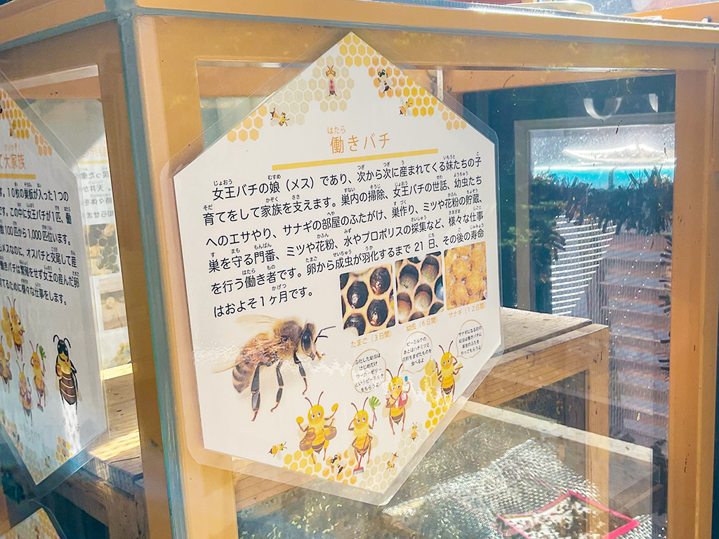 セイヨウミツバチの生態に関する解説/伊丹市昆虫館（兵庫県）