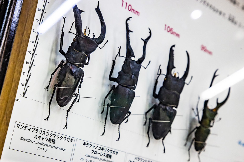 昆虫標本/伊丹市昆虫館（兵庫県）