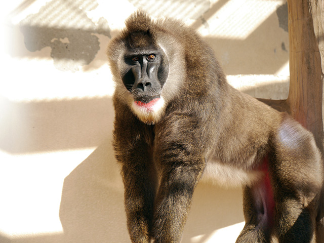 ドリルのドン/天王寺動物園（大阪府/大阪市）